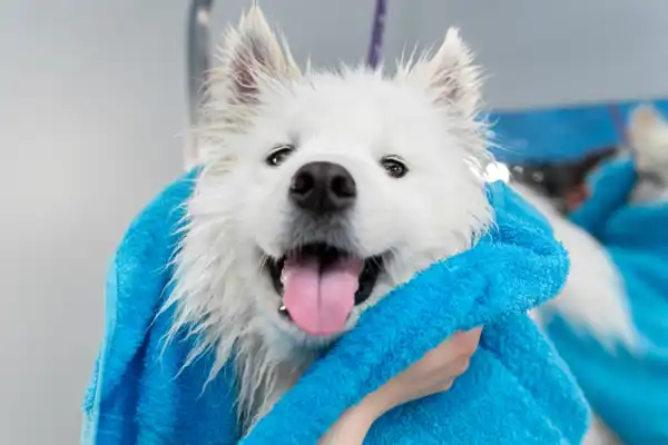 White Spitz Dog In A Blue Towel 1200X800